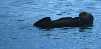 Sea Otter