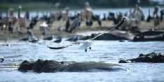Seagull Flying