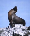 Sealion