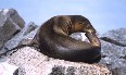 Sealion