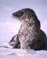 Baby Sealion
