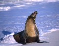 Sealion
