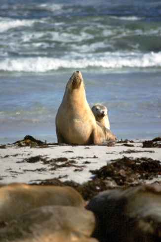 Seal Yoga