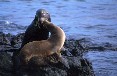 Sealions