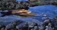 Sealion