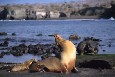 Sealion