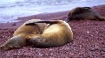 Sealions