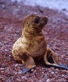 Baby Sealion