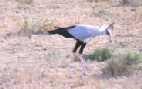 Secretary Bird