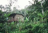 Shack