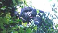 Bwindi