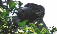 Silverback Gorilla 2
