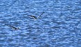 Skimmers