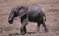 Small Elephant