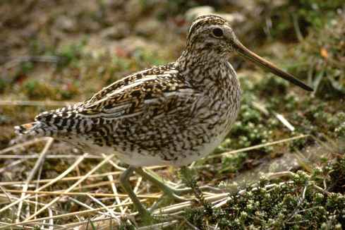 Snipe