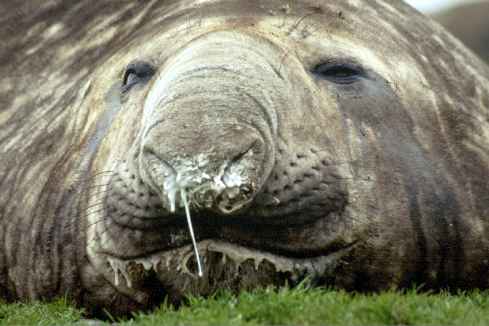 Snotty Nosed Elephant Seal
