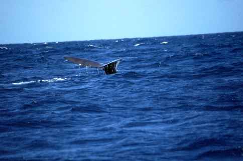Sperm Whale