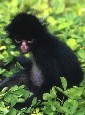 Spider Monkey