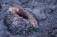 Splattercone