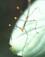 Stick Insect