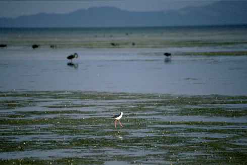 Stilt On Beach
