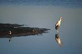Stork