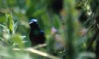 Sunbird