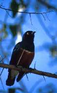 Superb Starling