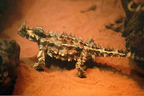Thorny Devil