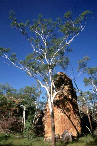 Tree and Rock