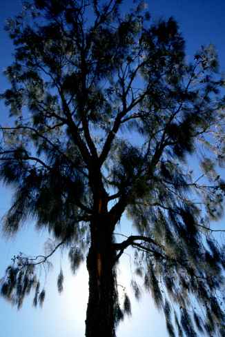 Tree Profile