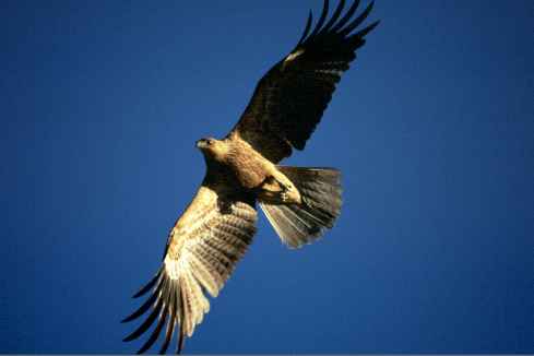 Wedge Tailed Eagle
