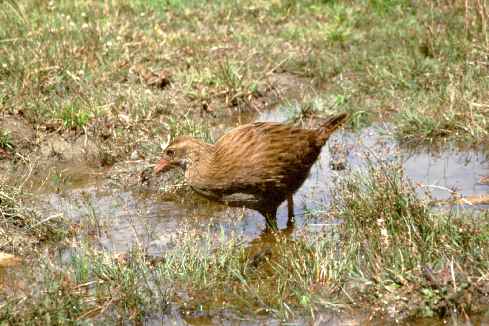 Weka