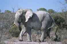 Etosha