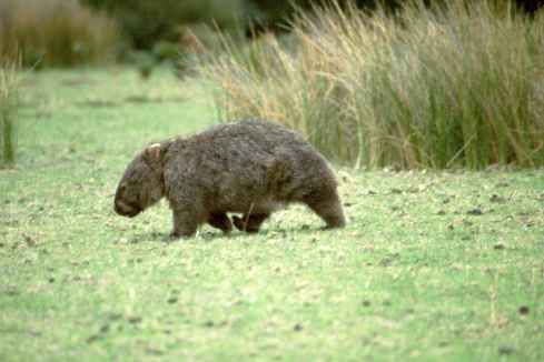 Wombat