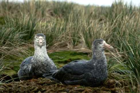 Young Giant Petrels