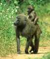 Babboons