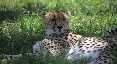 Cheetah