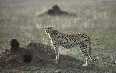 Serengeti