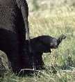 Lake Manyara