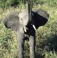 Tarangire