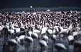 Flamingos