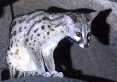 Genet