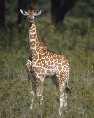 Baby Giraffe