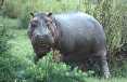 Hippo