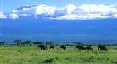 Amboseli