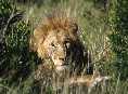 Maasai Mara