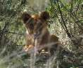 Lion Cub