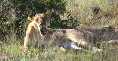 Lioness
