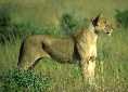 Lioness